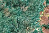 Huge, Sparkling Dioptase Crystal Cluster - N'tola Mine, Congo #209711-5